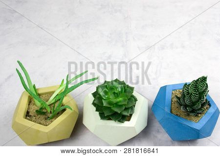 Top View Potted Succulents On White Snone Background Copy Space