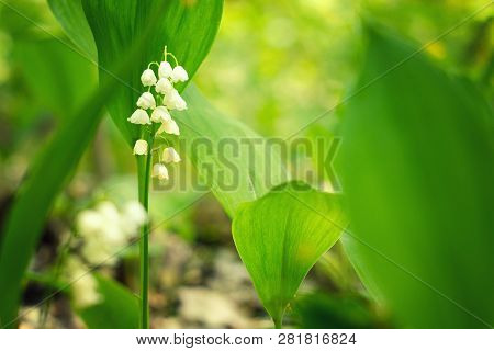 Meadow Lilies Of The Valley. Wildness Of Bright Lilies Of The Valley On Spring Sunny Forest Meadow. 