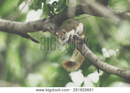 Squirrel Brown Color On A Tree In The Nature Wild