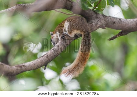 Squirrel Brown Color On A Tree In The Nature Wild