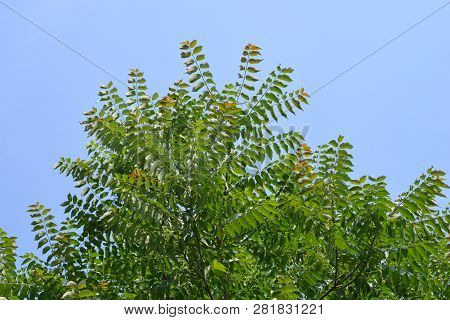Tree Of Heaven Against Blue Sky - Latin Name - Ailanthus Altissima