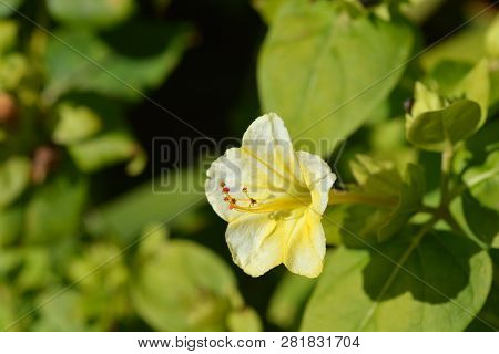 Marvel Of Peru Lutea - Latin Name - Mirabilis Jalapa Lutea