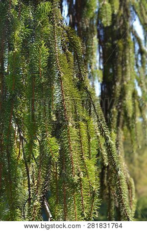 Viminalis Norway Spruce - Latin Name - Picea Abies Viminalis