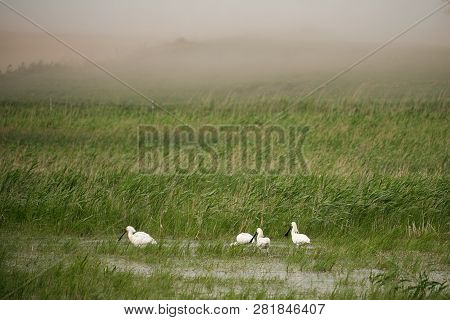 Spoonbills On The Moorland