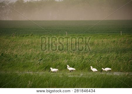 Spoonbills On The Moorland