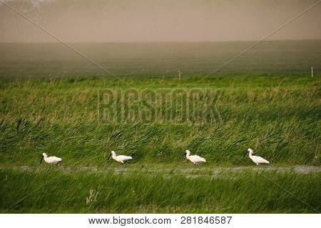 Spoonbills On The Moorland