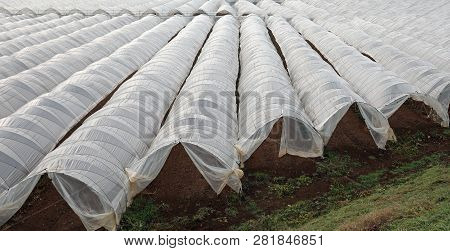 Immense Expanse Of White Greenhouses For The Cultivation Of Vegetables Even In The Colder Seasons