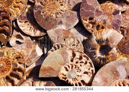 Died-out Cephalopoda Mollusks. Background Of Fossil Ammonites. Polished Half Of Petrified Shells As 