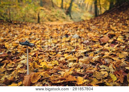 Close Up Photo Of Inkcap Mushroom In Autumn Forest.