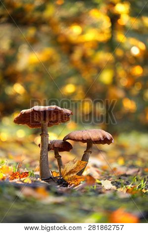 Photo Of Mushrooms