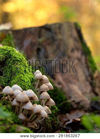 Mushrooms On A Trunk