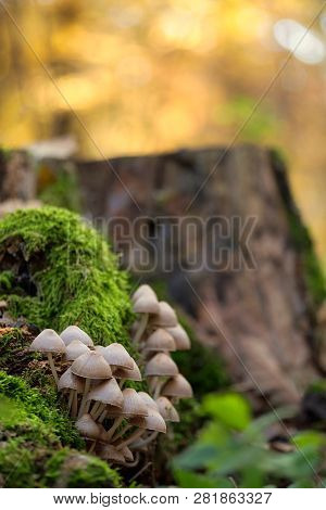 Mushrooms On A Trunk
