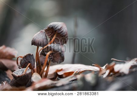 Macro Photo Of Mushrooms