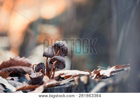 Macro Photo Of Mushrooms