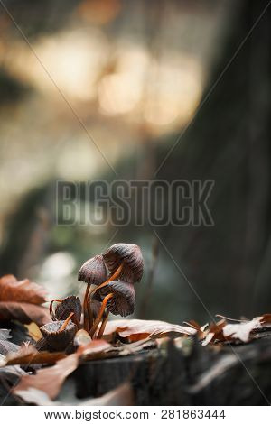 Macro Photo Of Mushrooms