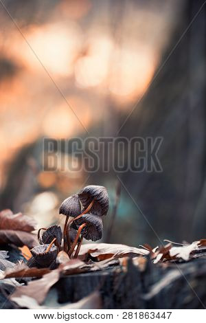 Macro Photo Of Mushrooms