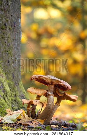 Photo Of Mushrooms