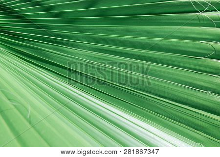 Rippled Accordion Pleated Palm Leaf With Striped Pattern Of Jungle Jade Green. Tropical Nature Backg