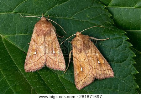 The Brown-line Bright-eye (mythimna Conigera) On Green Leaf