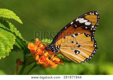 The Plain Tiger Or African Queen (danaus Chrysippus)