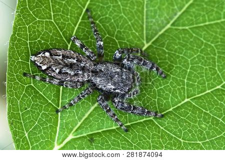 Jumping Spider (marpissa Muscosa) On Green Leaf