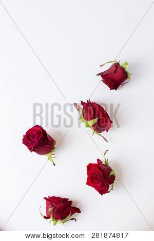 Red Beautiful Flowers Isolated On White .  Red Roses. Red Roses Isolated On White