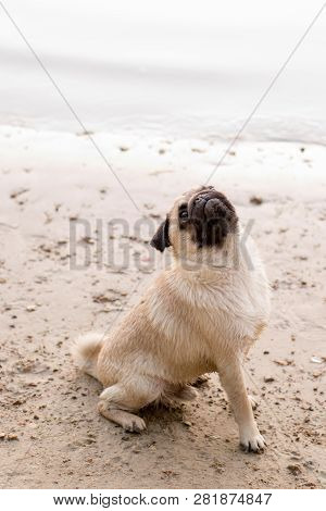 Little Funny Dog On The Sea Beach