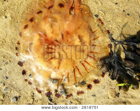 Jellyfisch