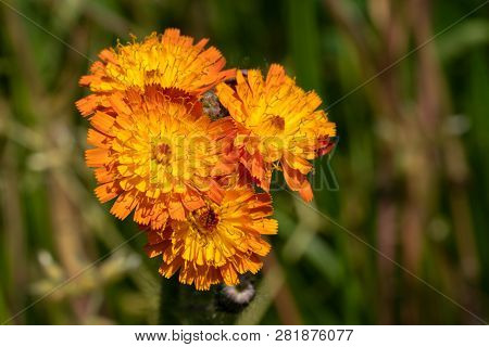Devils Paintbrush (hieracium Aurantiacum), Close Up Of The Flower Head
