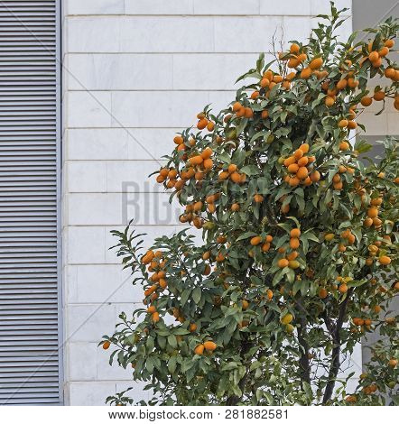 Kumquats Are A Group Of Small Fruit-bearing Trees In The Flowering Plant Family Rutaceae