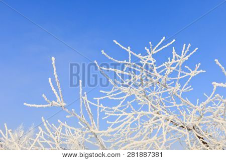 Closeup Of Tree Branches With Rime At Sunny Winter Day In Riga In Latvia.