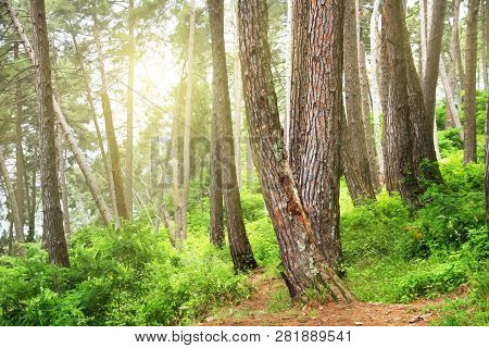 Pine Forest. Relict Trees (pinus Pityusa, Pinus Brutia, Turkish Pine). Gagra, Abkhazia.