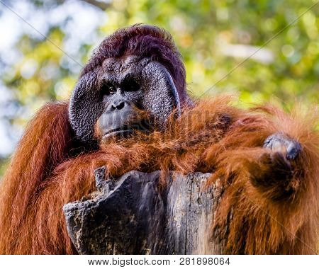 This Orangutan Rests Tired Outdoors In The Zoo