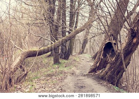 The Trodden Path In A Mysterious Mystical Place And The Tall Old Trees