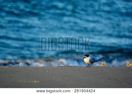 A Close Up Photo Of A White-fronted Tern (sterna Striata), Which Is The Most Common Tern In New Zeal