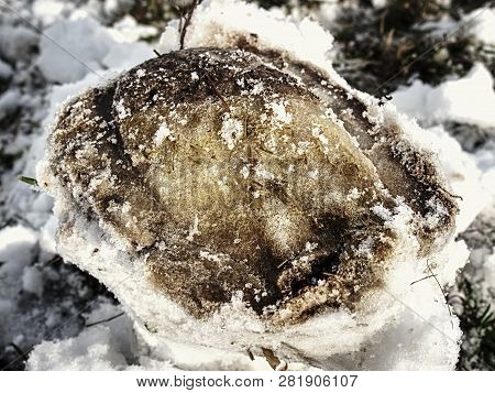 Frozen Shod Hoof Footprint In Fresh Wet Snow. Meadow At Farm.