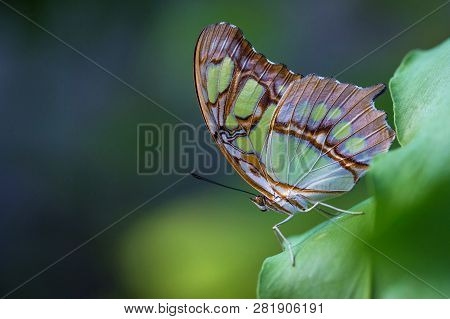 A Brush-footed Butterfly Or Malachite (siproeta Stelenes)