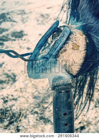 Black Smith Burning Horse Shoe With New Hot Horseshoe To Set Exact Position. Horse Shoeing Process R