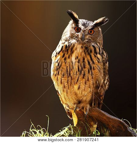 Eurasian Eagle Owl (bubo Bubo). Bird Of Prey