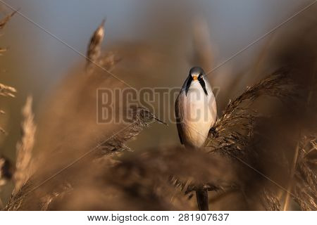 Bearded Tit, Panurus Biarmicus Russicus In Germany