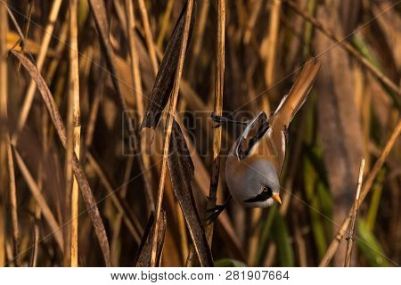 Bearded Tit, Panurus Biarmicus Russicus In Germany
