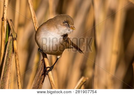 Bearded Tit, Panurus Biarmicus Russicus In Germany