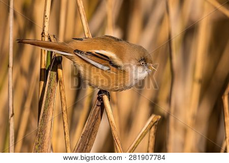 Bearded Tit, Panurus Biarmicus Russicus In Germany