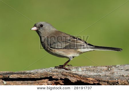 Junco kanto