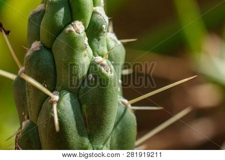 Cactus San Pedro Echinopsis Pachanoi, Spiny Macro Detail