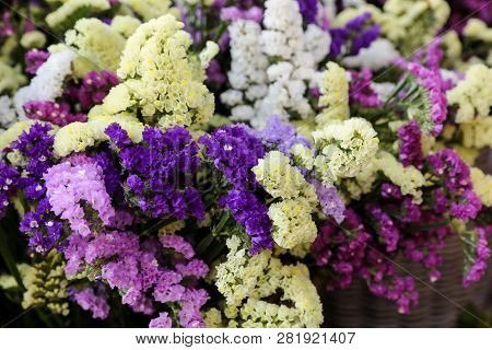 Variety Of Limonium Sinuatum Or Statice Salem Flowers In Blue, Lilac, Violet, Pink, White, Yellow Co