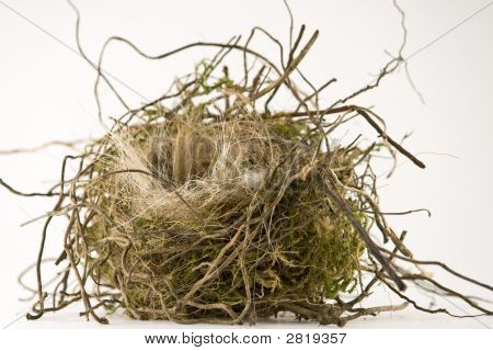Birdsnest