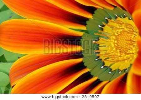 Flower6