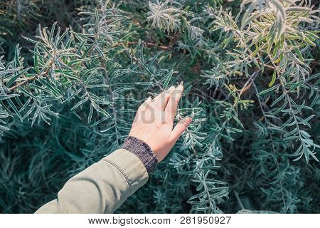 Female Hand Touching Sandthorn Leaves In Morning Sunlight. Natural Beauty Concept: Close Up Of A Wom