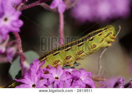 Catepillar5